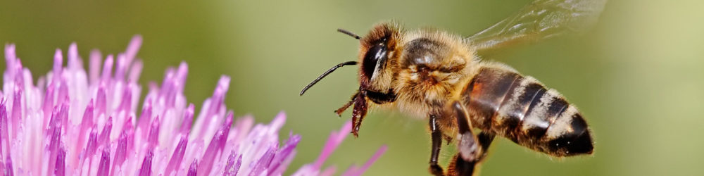 Bee at purple flower