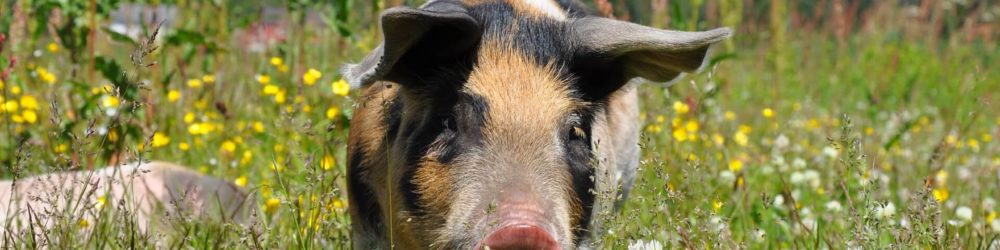 Pig among wildflowers