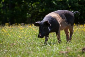 Pig among wild flowers