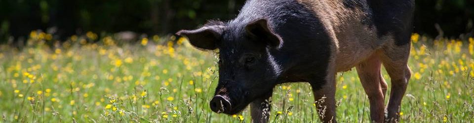 Pig among wild flowers