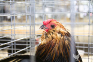 An inquisitive chicken posing for the camera