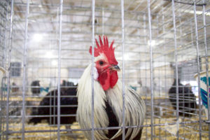 Suffering in Plain Sight at the York Fair